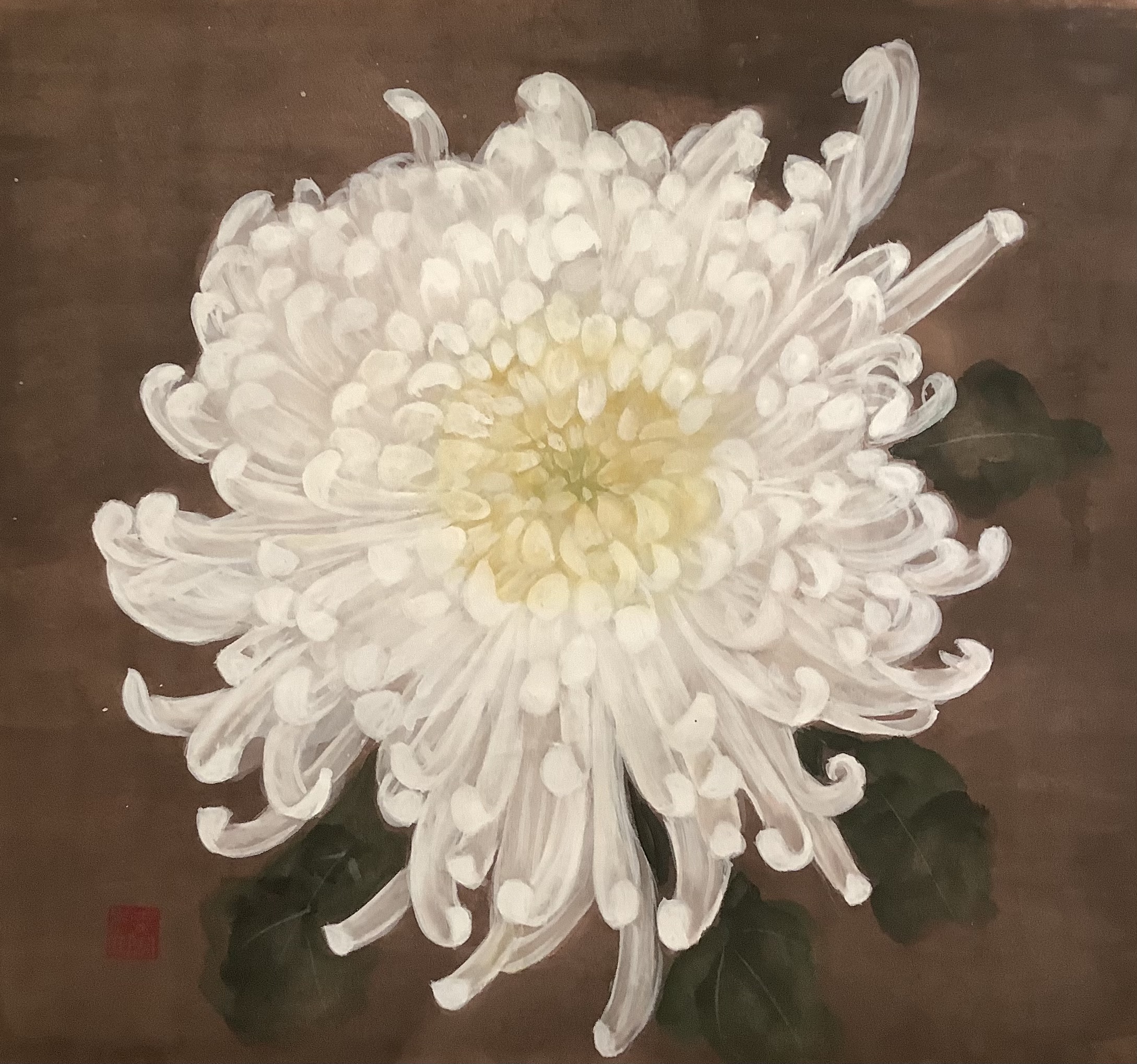 白い大菊