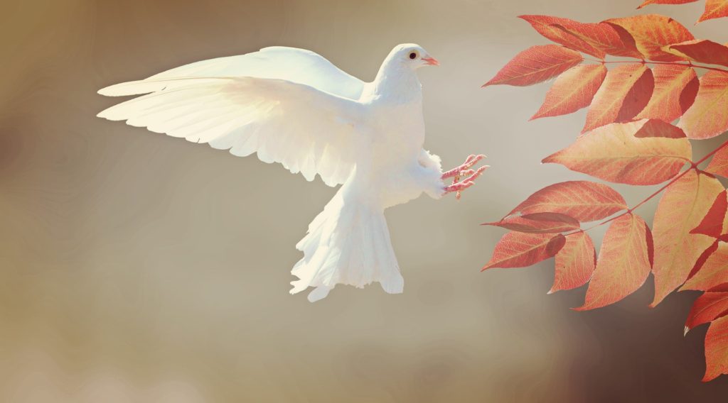 顔彩で描く絵手紙シリーズ 世界平和を祈る 白い鳩の描き方 何故 白い鳩は平和の象徴なの さわやか墨彩画教室
